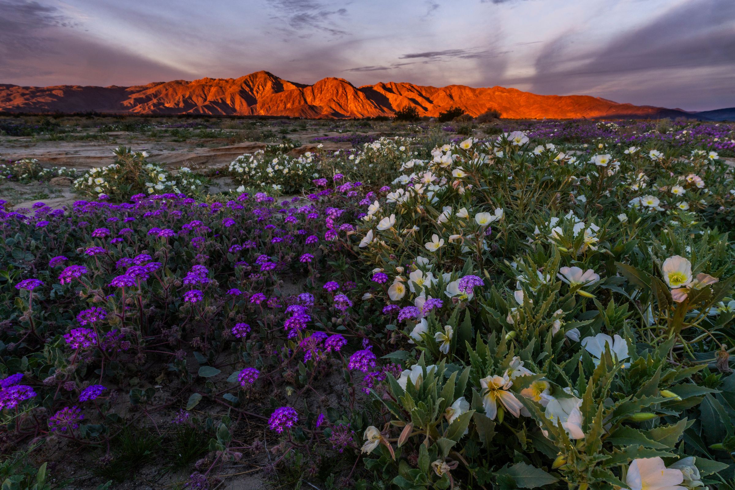 Stunning wildflower bloom in Anza-Borrego Desert SP, January 2026 Stunning wildflower bloom in Anza-Borrego Desert SP, January 2026